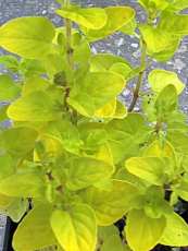 Origanum vulgare