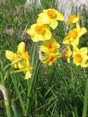Narcissus hybridus