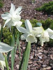 Narcissus hybridus