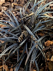 Ophiopogon planiscapus
