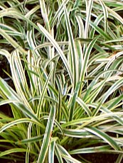 Ophiopogon jaburan