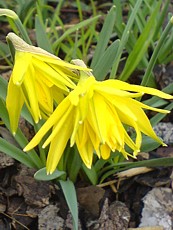 Narcissus hybridus