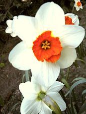 Narcissus hybridus