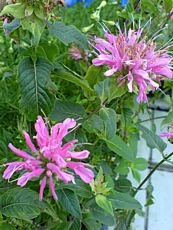 Monarda didyma