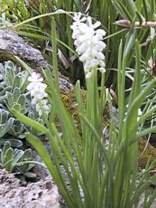 Muscari racemosum