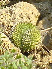 Orostachys spinosa