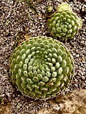 Orostachys spinosa