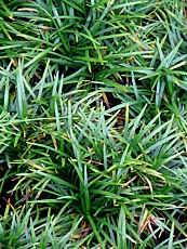 Ophiopogon planiscapus
