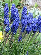 Muscari racemosum