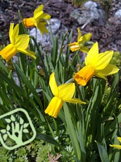Narcissus&nbsp;hybridus Itzim