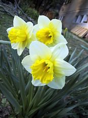 Narcissus x hybrida