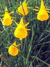 Narcissus bulbocodium